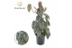 Philodendron brandtianum Philodendron Brandtianum Mosstok 2 pp 