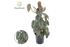 Philodendron brandtianum Philodendron Brandtianum Mosstok 2 pp