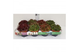 Sempervivum mix