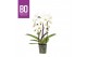 Phalaenopsis wit BO - Cascade Versailles - 2 tka ,15+ bloem 