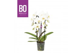 Phalaenopsis wit BO - Cascade Versailles - 2 tka ,15+ bloem
