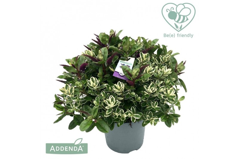 Hebe addenda mix Duo Bont- Groen 