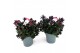 Hebe vinoa purple Hebe Vinoa® mix purple/pink 