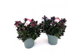 Hebe vinoa purple Hebe Vinoa® mix purple/pink