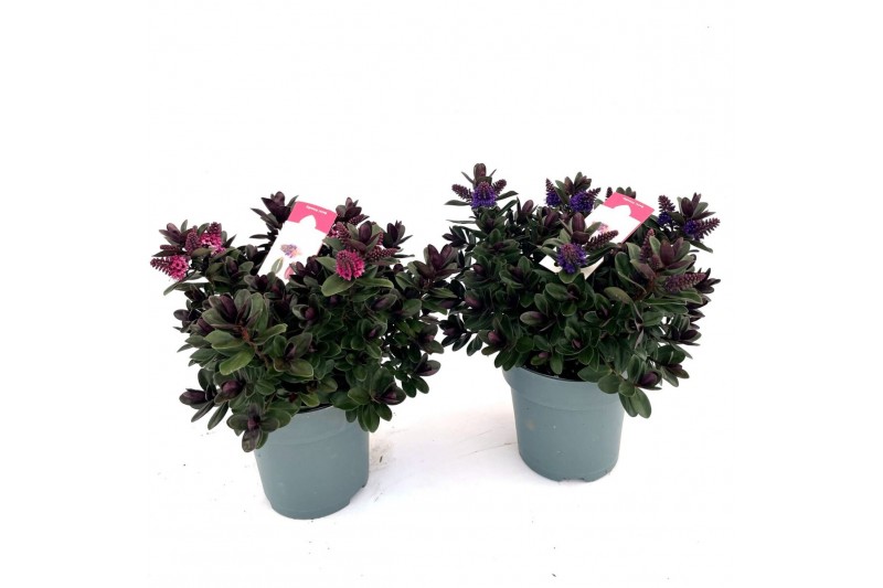 Hebe vinoa purple Hebe Vinoa® mix purple/pink 