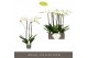 Phalaenopsis wit Bijoux Moonstone - 3 tak, 24+ bloem 