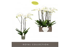 Phalaenopsis wit Bijoux Moonstone - 3 tak, 24+ bloem