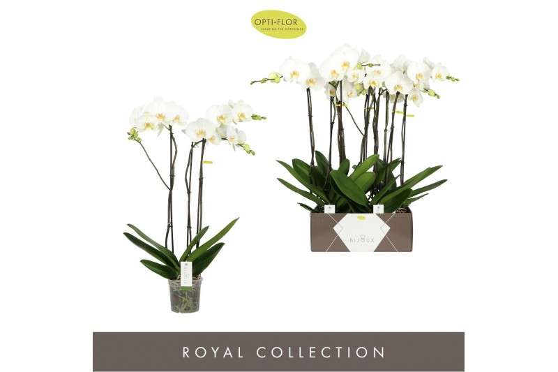 Phalaenopsis wit Bijoux Moonstone - 3 tak, 24+ bloem 