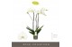 Phalaenopsis wit Bijoux Moonstone - 3 tak, 24+ bloem 