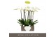 Phalaenopsis wit Bijoux Moonstone - 3 tak, 24+ bloem 