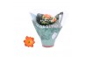 Kalanchoe rosalina don pedro oranje