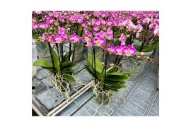Phalaenopsis multiflora Bellissimo Bubbles