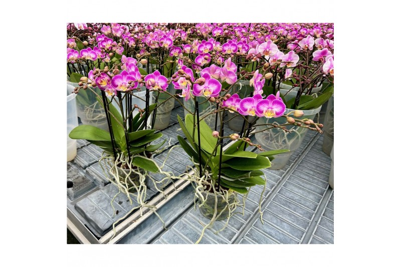 Phalaenopsis multiflora Bellissimo Bubbles 
