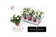 Rosa amorosa infinity white 6 pp,6 bl.,15 tak/plnt 