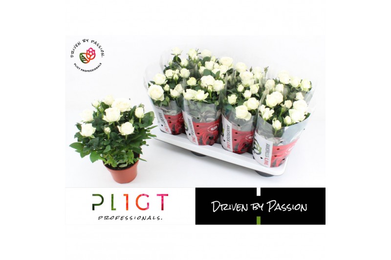 Rosa amorosa infinity white 6 pp,6 bl.,15 tak/plnt 