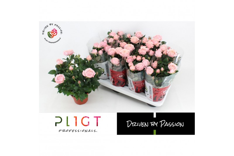 Rosa amorosa infinity soft pink Potroos Infinity Princess P14 Amorosa, 