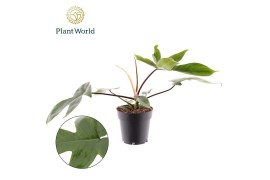 Philodendron green beauty white princess