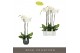 Phalaenopsis wit Fortuno Alto - 3 tak, 18+ bloem - Esra Graphite 