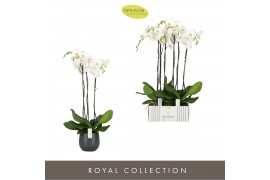Phalaenopsis wit Fortuno Alto - 3 tak, 18+ bloem - Esra Graphite