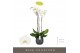 Phalaenopsis wit Fortuno Alto - 3 tak, 18+ bloem - Esra Graphite 