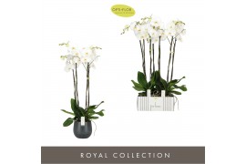 Phalaenopsis wit Fortuno Alto - 4 tak, 24+ bloem - Esra Graphite