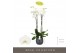 Phalaenopsis wit Fortuno Alto - 4 tak, 24+ bloem - Esra Graphite 