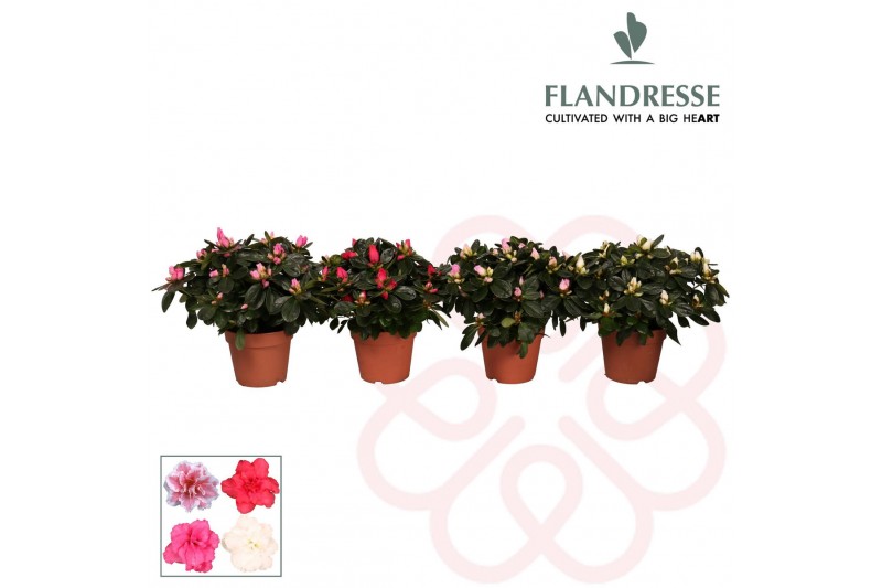 Rhododendron simsii mix Azalea Flandresse® 