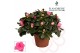 Rhododendron simsii roze flandresse 