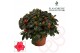 Rhododendron simsii rood flandresse 