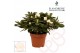 Rhododendron simsii innocent white flandresse 