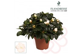 Rhododendron simsii wit flandresse