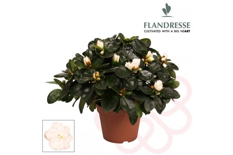 Rhododendron simsii wit flandresse 