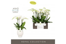 Phalaenopsis wit Impresso Mathilde - 4 tak, 40+ bloem - Abruzzo White 
