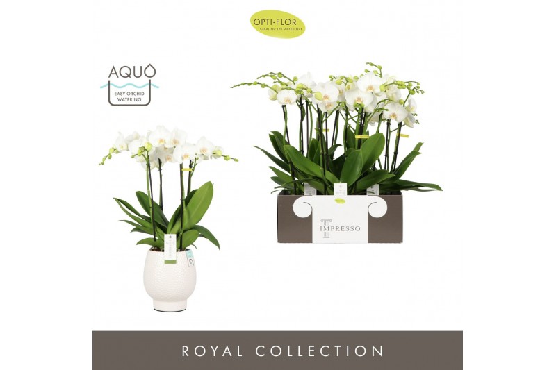 Phalaenopsis wit Impresso Mathilde - 4 tak, 40+ bloem - Abruzzo White  