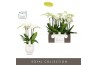 Phalaenopsis wit Impresso Mathilde - 4 tak, 40+ bloem - Abruzzo White 