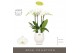 Phalaenopsis wit Impresso Mathilde - 4 tak, 40+ bloem - Abruzzo White  
