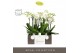Phalaenopsis wit Impresso Mathilde - 4 tak, 40+ bloem - Abruzzo White  