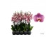 Phalaenopsis Honey Peach - 3 tak - 65/70cm 