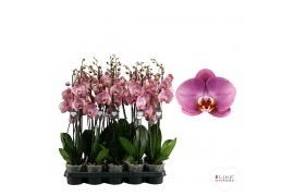 Phalaenopsis Honey Peach - 3 tak - 65/70cm