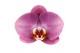 Phalaenopsis Honey Peach - 3 tak - 65/70cm 
