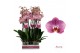 Phalaenopsis Honey Peach - 3 tak - 65/70cm 