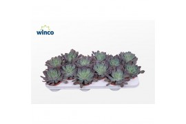 Echeveria Echeveria Neonbreaker overige bl.