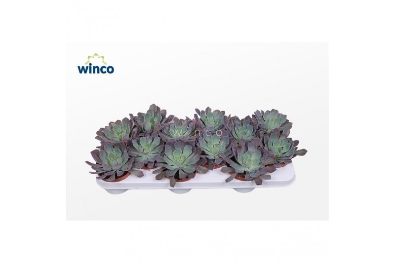 Echeveria Echeveria Neonbreaker overige bl. 