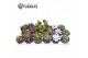 Succulenten Sierras® - Barcelona Mix (Collection) 1 pp 1 bl. 