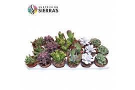 Succulenten Sierras® - Barcelona Mix (Collection) 1 pp 1 bl.