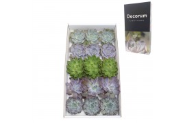 Echeveria snij Echeveria Basic Mix (wincx) Cutfl (5 Spcs) 999