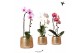 Phalaenopsis elegant cascade Kolibri Orchids Niagara fall mix 1 tak in 