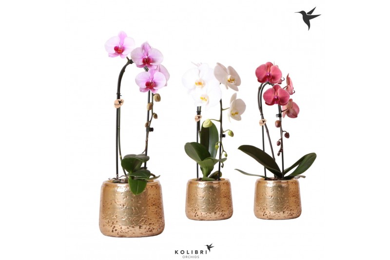 Phalaenopsis elegant cascade Kolibri Orchids Niagara fall mix 1 tak in 