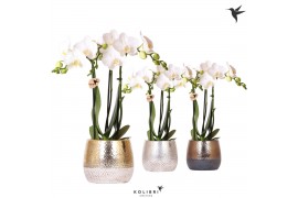 Phalaenopsis multiflora wit 3 tak in elite pot mix kolibri orchids