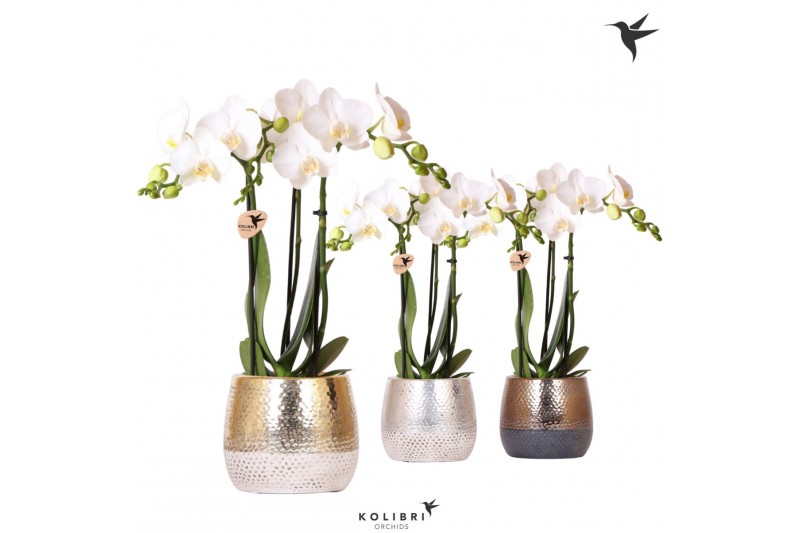 Phalaenopsis multiflora wit 3 tak in elite pot mix kolibri orchids 